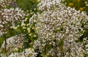 Крај на стресот и несоницата: Пијте чај направен од едно растение секоја вечер за најдобар можен сон