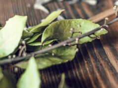 Ова растение го намалува шеќерот побрзо од апчињата – секој го има дома, но никој не го користи