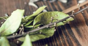 Ова растение го намалува шеќерот побрзо од апчињата – секој го има дома, но никој не го користи