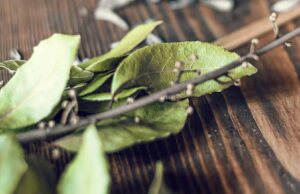 Ова растение го намалува шеќерот побрзо од апчињата – секој го има дома, но никој не го користи