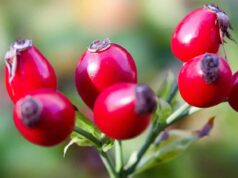 Сите го сакаме чајот од шипка, но никој не знае како правилно да го приготви: Ова нешто ги уништува сите негови витамини