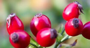 Сите го сакаме чајот од шипка, но никој не знае како правилно да го приготви: Ова нешто ги уништува сите негови витамини