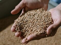 Сите сме го заборавиле, но тоа е вистинско богатство: житарка што ги зајакнува нашите коски, ги штити нашите црева и го подмладува нашето лице