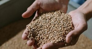 Сите сме го заборавиле, но тоа е вистинско богатство: житарка што ги зајакнува нашите коски, ги штити нашите црева и го подмладува нашето лице