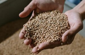 Сите сме го заборавиле, но тоа е вистинско богатство: житарка што ги зајакнува нашите коски, ги штити нашите црева и го подмладува нашето лице