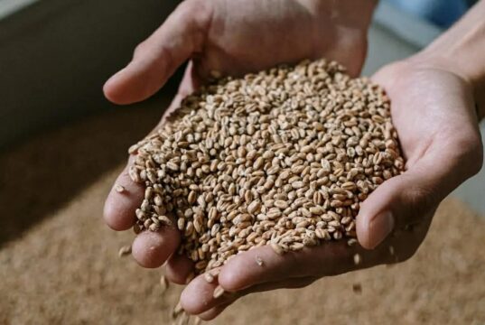 Сите сме го заборавиле, но тоа е вистинско богатство: житарка што ги зајакнува нашите коски, ги штити нашите црева и го подмладува нашето лице