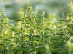 Растение кое помага при анемија: Го има на секој агол и ја прави крвната слика беспрекорна