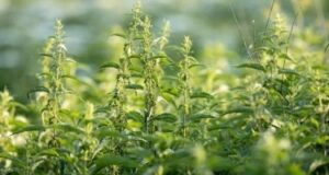 Растение кое помага при анемија: Го има на секој агол и ја прави крвната слика беспрекорна