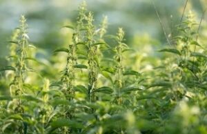 Растение кое помага при анемија: Го има на секој агол и ја прави крвната слика беспрекорна