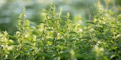 Растение кое помага при анемија: Го има на секој агол и ја прави крвната слика беспрекорна