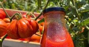 7 намирници кои ги намалуваат алергиите: Ако страдате од нив, мора да ги јадете овие