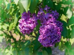 Расте во речиси секој двор, а никој не знае какво богатство е: Неговите цветови се користат за декорација, а е спас за коските