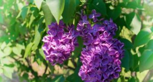 Расте во речиси секој двор, а никој не знае какво богатство е: Неговите цветови се користат за декорација, а е спас за коските