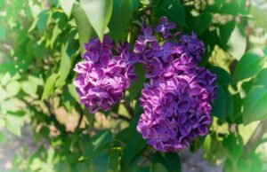 Расте во речиси секој двор, а никој не знае какво богатство е: Неговите цветови се користат за декорација, а е спас за коските