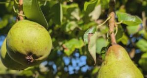 Изненадувачки намирници кои предизвикуваат гасови и надуеност
