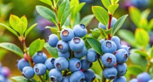 4 овошја што го „ресетираат“ вашето срце: Кардиолог открива дека ги чистат крвните садови